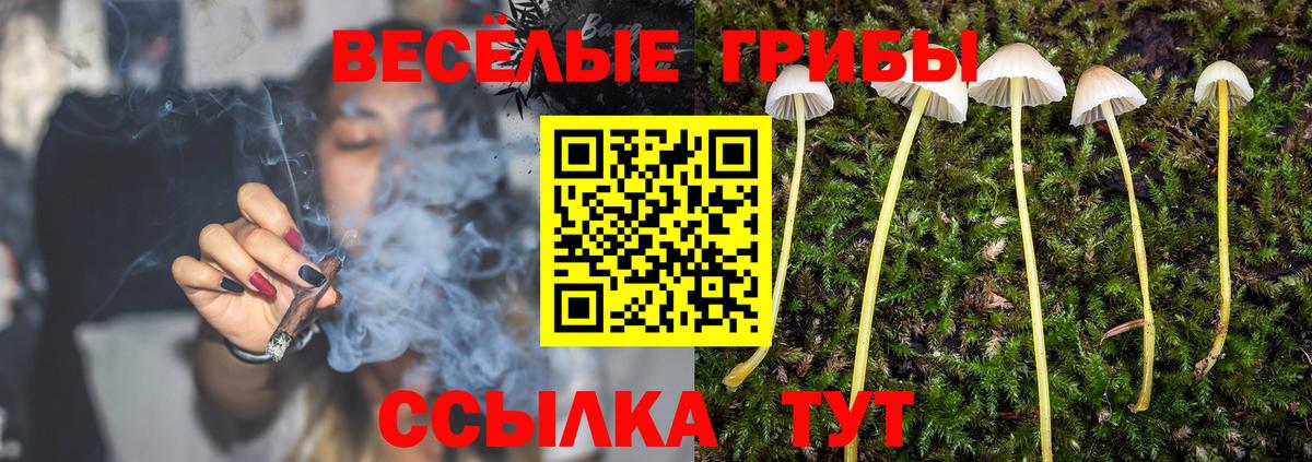 Псилоцибиновые грибы Psilocybe Сальск